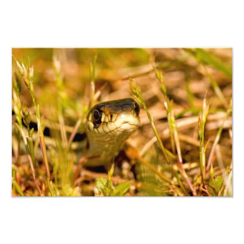 Snake in the Grass Photo Print