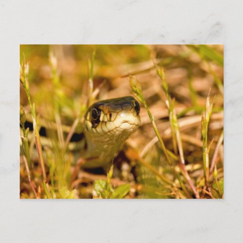 Snake in the Grass Postcard