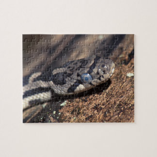 snake jigsaw puzzle