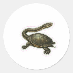 Snake-Necked Turtle Illustration - Unique Aquatic Classic Round Sticker