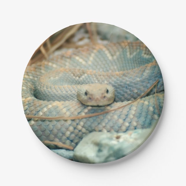 Snake Paper Plates (Front)