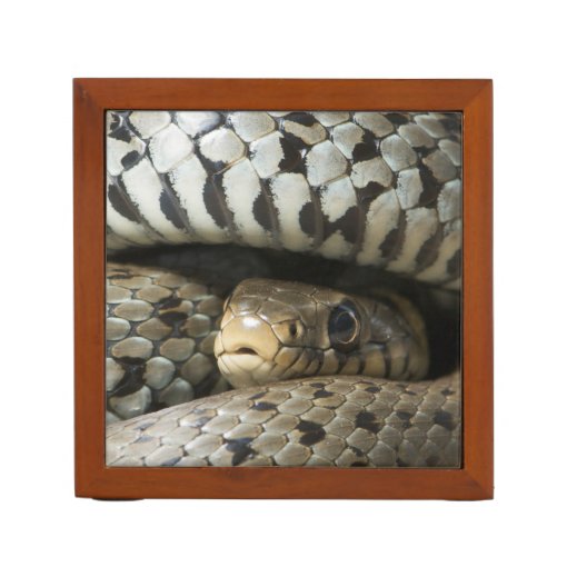 Snake Pencil Holder Zazzle