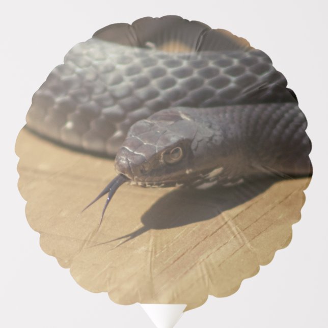 Snake Photography Balloon (Front)
