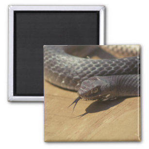Snake Photography Magnet