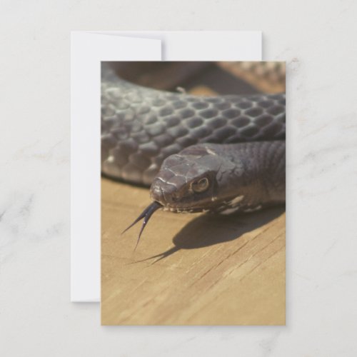 Snake Photography Thank You Card