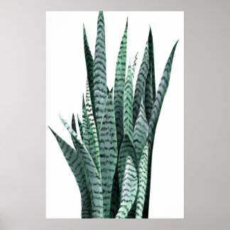 Snake Plant Acrylic Painting Poster