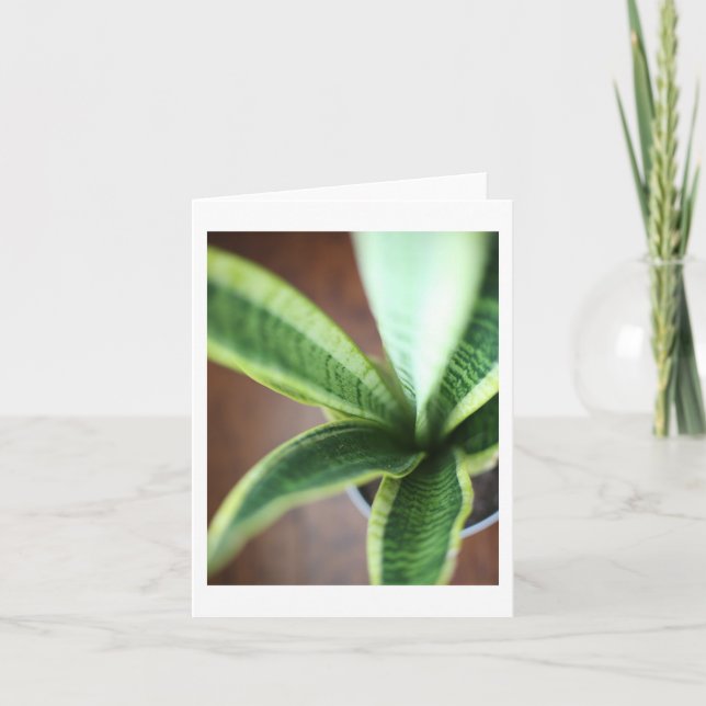 Snake Plant - Blank Folded Card (Front)
