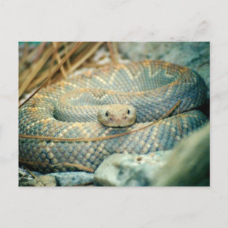 Snake Postcard