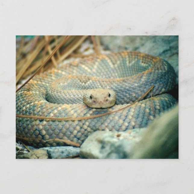 Snake Postcard (Front)