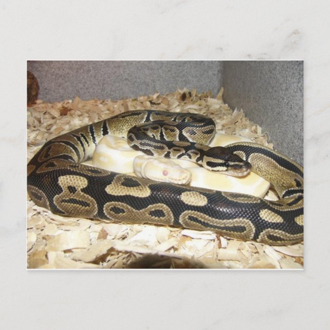 Snake Postcard (Front)