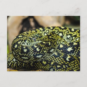 Snake Postcard by Designs_Accessorize at Zazzle