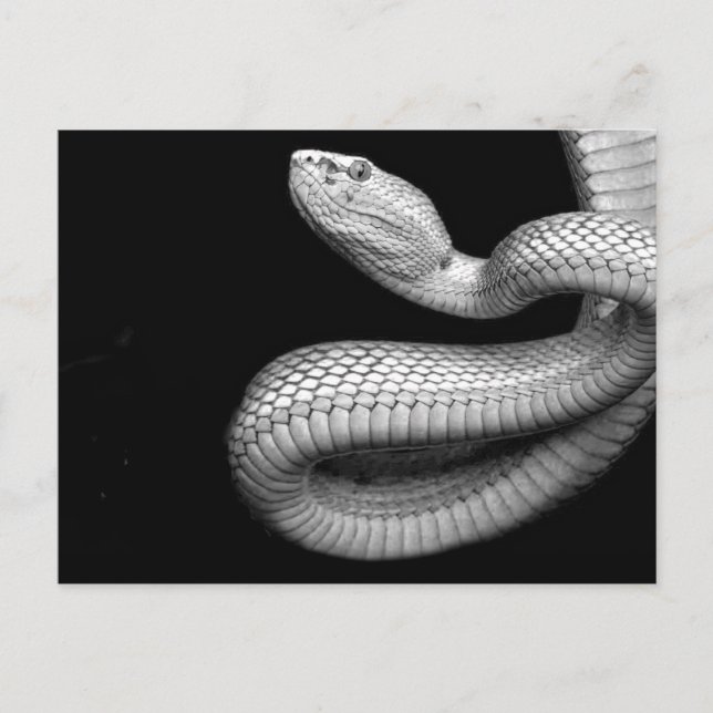 Snake Postcard (Front)