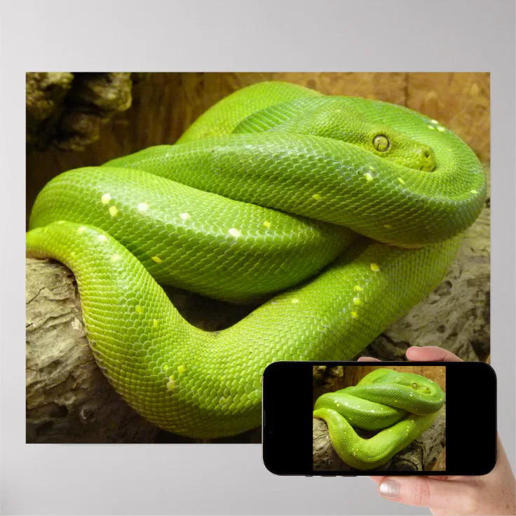 Snake Poster | Zazzle