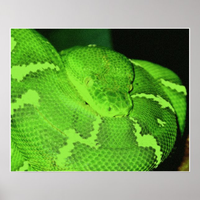 snake poster (Front)