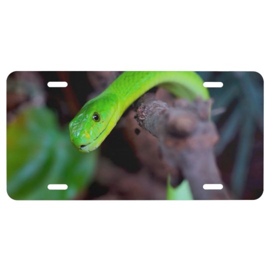 Snake Reptile License Plate
