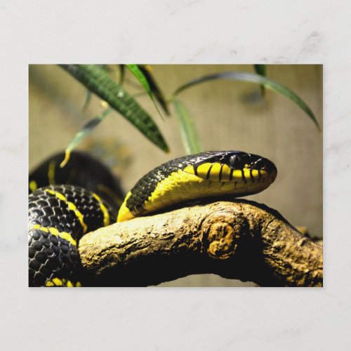 Snake reptile postcard