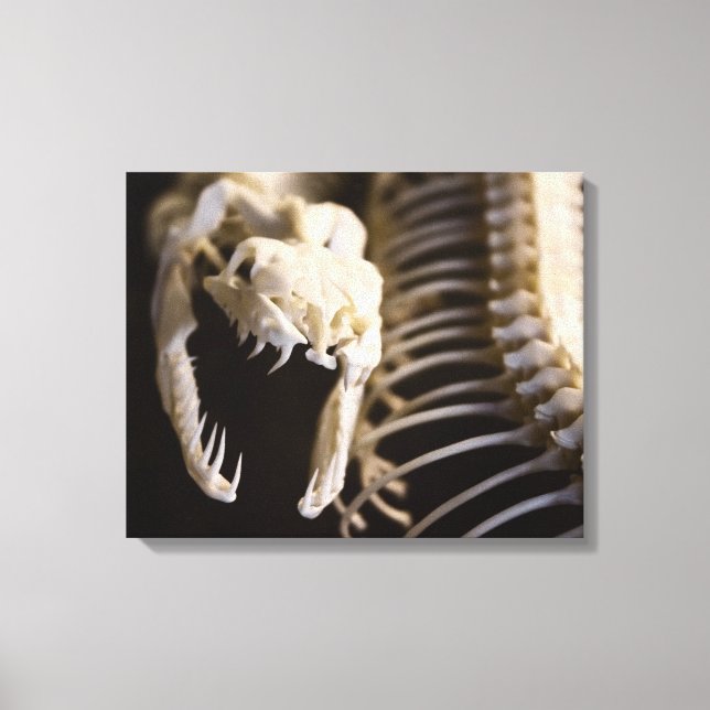 Snake skeleton art - canvas print (Front)