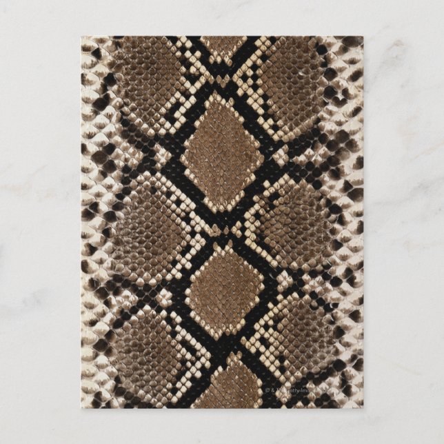 Snake Skin Postcard (Front)