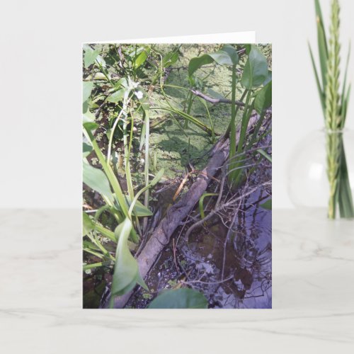 Snake Sunbath Custom Swamp Bayou Greeting Cards