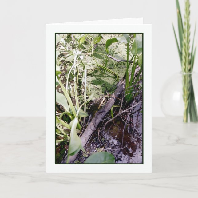 Snake Sunbath Greeting Card (Front)