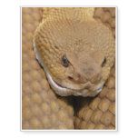 Snake Temporary Tattoos