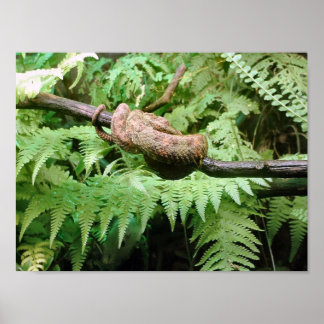 Snake Wrap - poster/print Poster