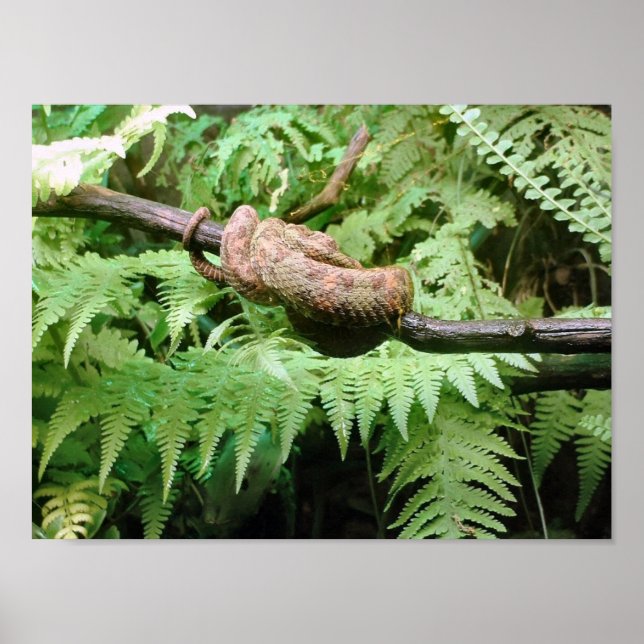 Snake Wrap - poster/print Poster (Front)