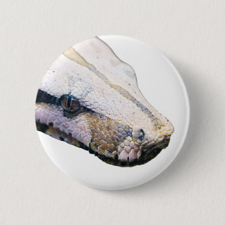 snakes- amazonian constrictor boa pinback button