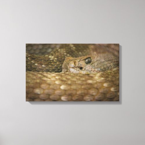 snakes eye canvas print