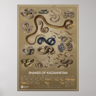 Snakes of Kazakhstan poster