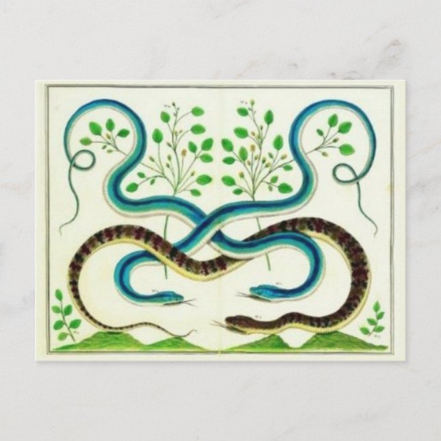 Snakes Postcard (Front)