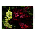 Snapdragon and Pagoda Flowers Colorful Floral Cards
