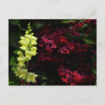 Snapdragon and Pagoda Flowers Colorful Floral Postcard