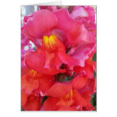 Snapdragon Card (blank inside) (Front)