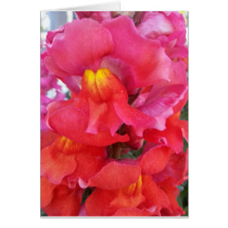 Snapdragon Card (blank inside)