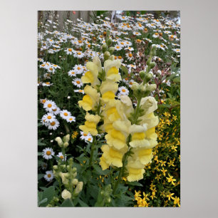 Snapdragon Daisy Floral Flower Garden Poster