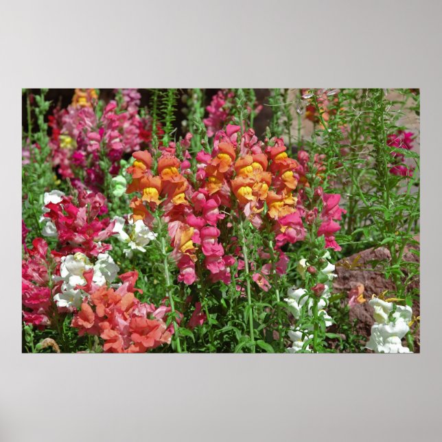 Snapdragon Festival Poster (Front)