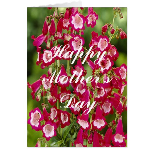 Snapdragon Flowers Greeting Card (Front)