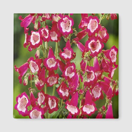 Snapdragon Flowers Magnet