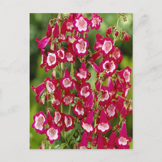 Snapdragon Flowers Postcard (Front)
