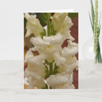 Snapdragon in the rain notecard