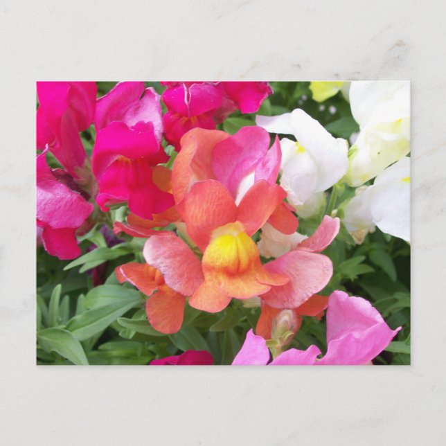 Snapdragon Postcard (Front)
