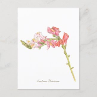 Snapdragon postcard