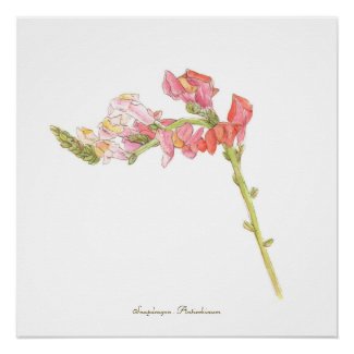 Snapdragon Print,  Poster