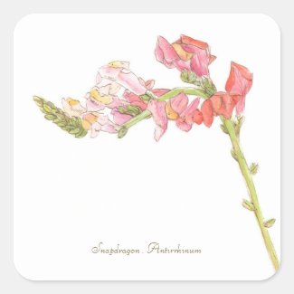 Snapdragon Sticker