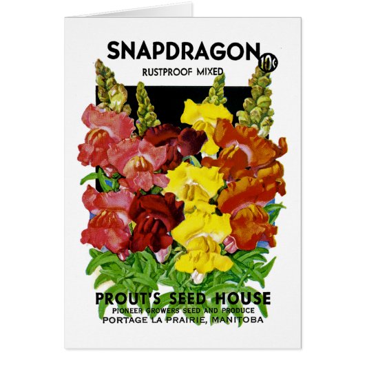 Snapdragon Vintage Seed Packet Cards (Front)