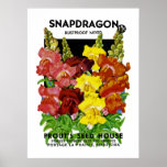 Snapdragon Vintage Seed Packet Poster at Zazzle