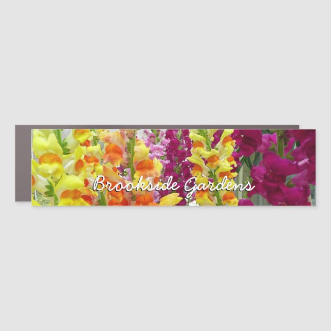 Snapdragons Car Magnet (Front)