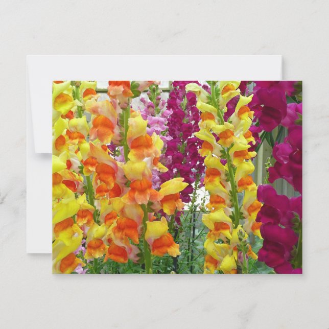 Snapdragons Colorful Floral (Front)