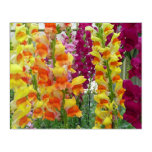 Snapdragons Colorful Floral Acrylic Print